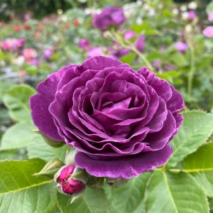 MINERVA (floribunda)